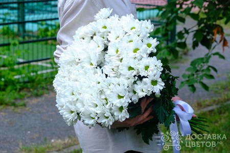 Букет из 15 хризантем "Белые кустовые хризантемы"